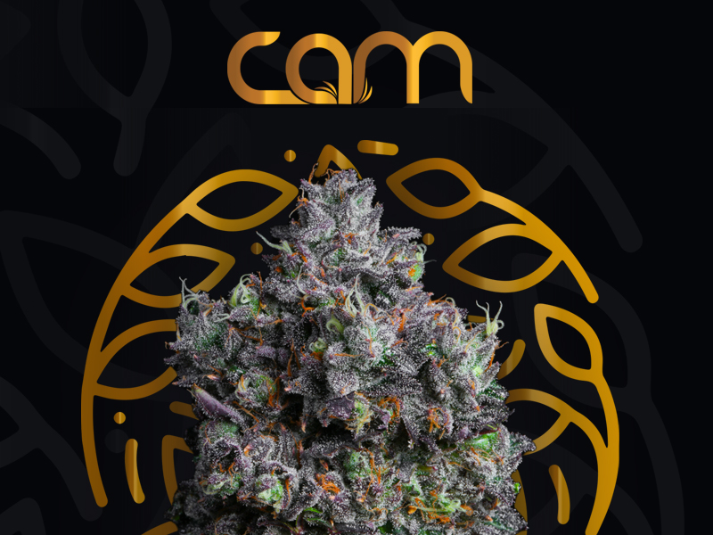 CAM Cannabis Flower and Logo on Black and Gold Background