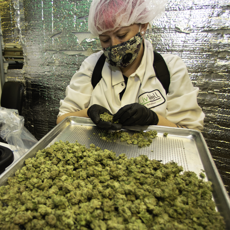 How To Get A Job In The Cannabis Industry - LivWell Blog