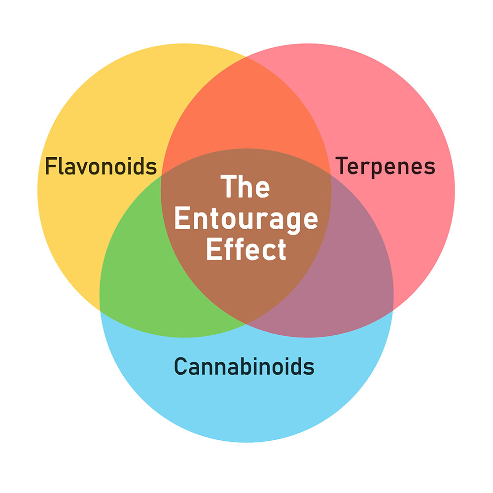 Venn diagram with flavonoids, terpenes, and cannabinoids on the outside, and The Entourage Effect in the middle