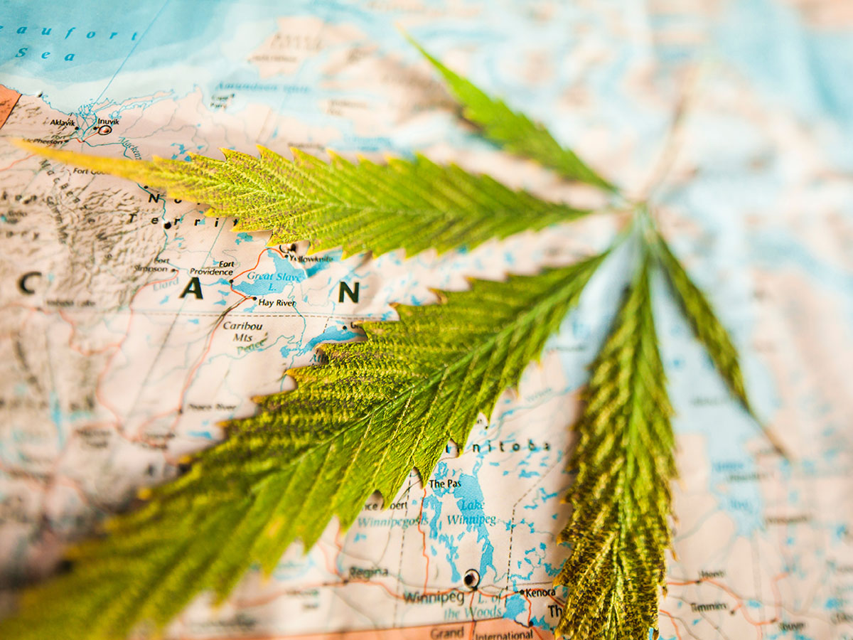 Map of North America with a cannabis leaf on top