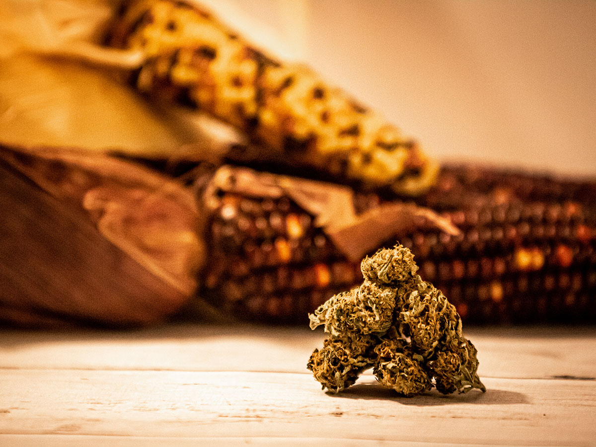 cannabis flower bud in front of ears of corn