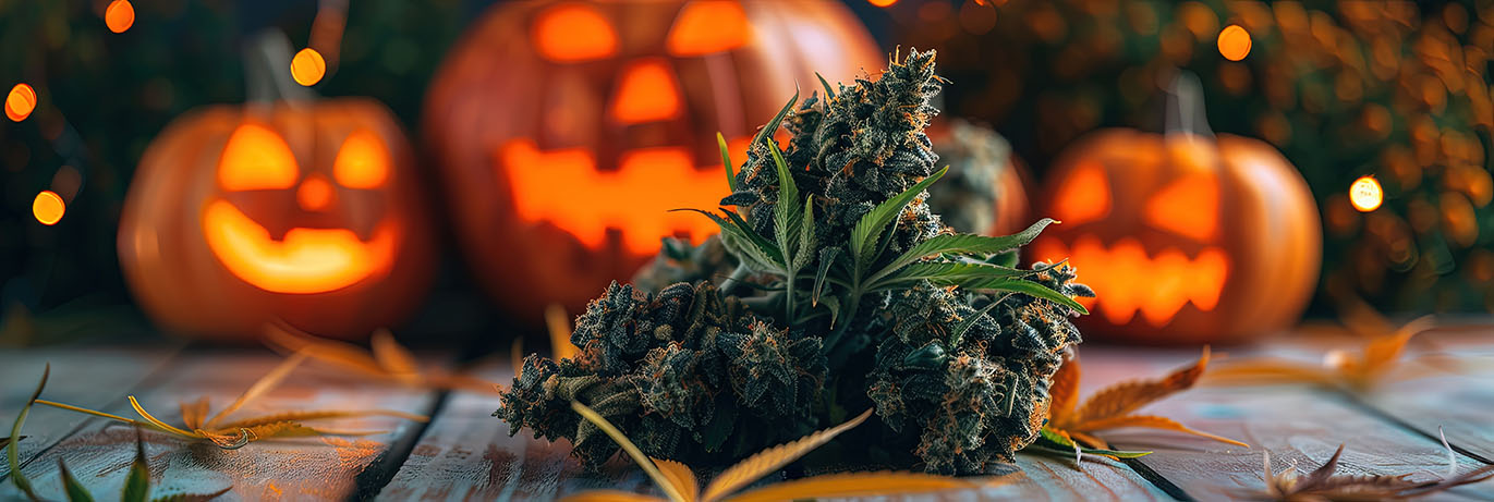 Cannabis flower on a table with three jack-o-lanterns behind it