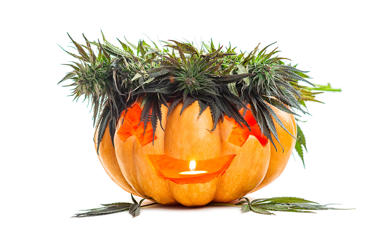 Jack-o-lantern with a crown of cannabis plants