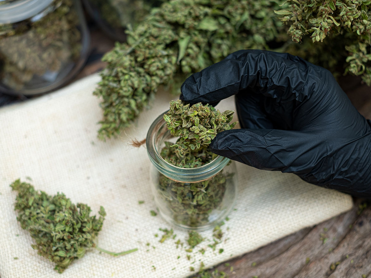 Hand in a black latex glove holding a nugget of cannabis flower over a clear jar