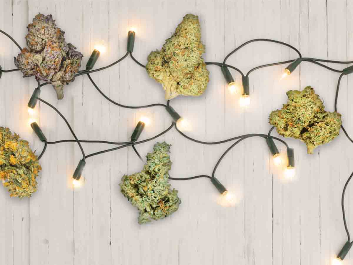 Cannabis buds and white holiday lights spread out on a table