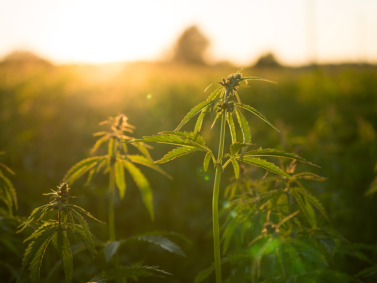 Young cannabis plants growing outside in the sun