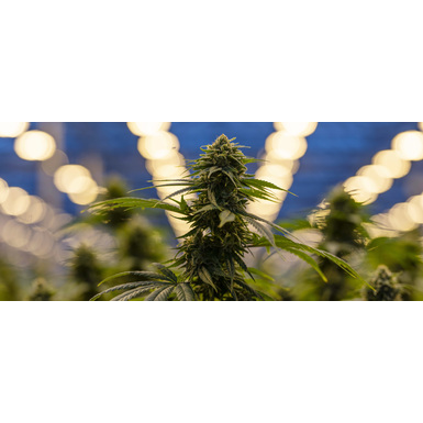 Trichomes Explained: What Are They & How Do They Work? 